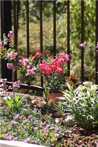 ff14df41-IMG_5915 adenium.jpg